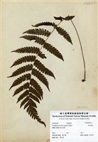 藏品(大葉貞蕨)的圖片